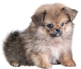 Cute puppies Pomeranian Mixed breed Pekingese dog sitting