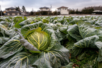Obraz premium Cabbage in field with houses 