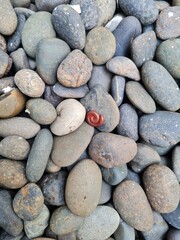 small millipede curled up in the rock