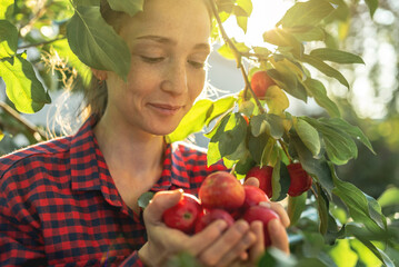 Farmer girl is plucking a fresh crop of organic red apples in her autumn garden