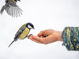 The Great tit eats seeds from a palm of little boy. Hungry bird Great tit eating seeds from a hand during autumn