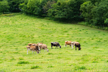 北海道美瑛町の牧場、乳牛の放牧風景