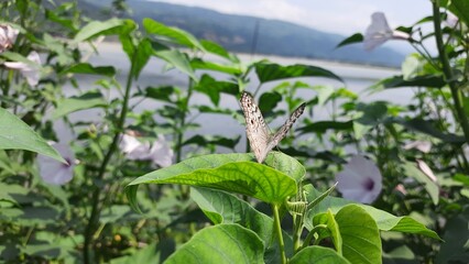 Obraz premium Flowers on the garden