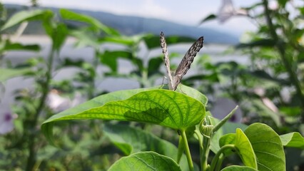 Flowers on the garden