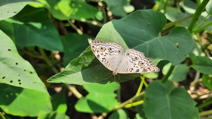 Flowers on the garden