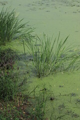 wetland site in korea