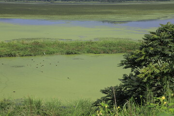 wetland site in korea