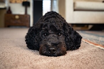 Serious-looking black spoodle puppy lying on his belly facing the camera with his chin on the floor...