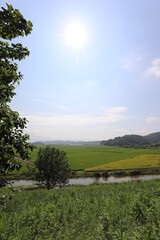 Obraz premium small road across rice field