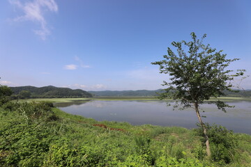 Fototapeta na wymiar wetland site in korea