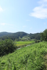 small road across rice field