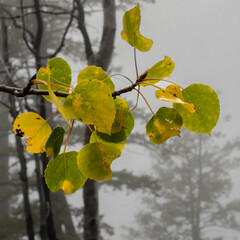 When Will the Aspen Turn This Year...?