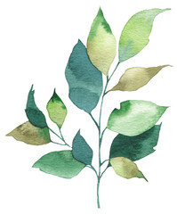 Watercolor green leaf plant branch botanical illustration