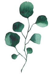 Watercolor green leaf plant branch botanical illustration