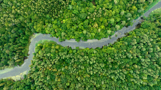 Natural river in the forest - aerial view
