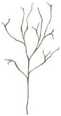 Watercolor brown branch twig illustration