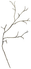 Watercolor brown branch twig illustration