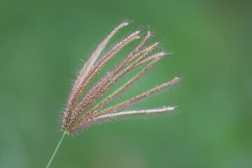 Cambodia. Chloris virgata is a species of grass known by the common names feather fingergrass feathery Rhodes-grass and feather windmillgrass.