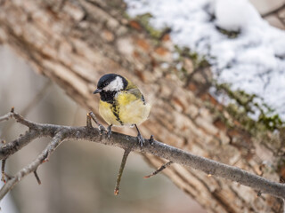 Cute bird Great tit, songbird sitting on a branch without leaves in the autumn or winter.