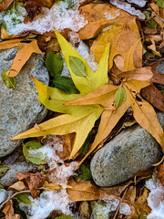 Snow Leaves and Rocks