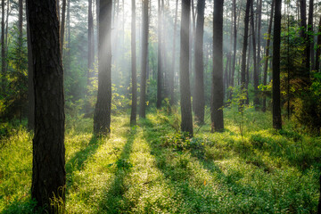 Schöner sonniger Morgen im grünen Wald © Piotr Krzeslak