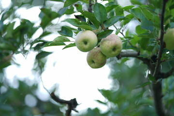 apple on tree