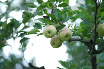 apple on tree