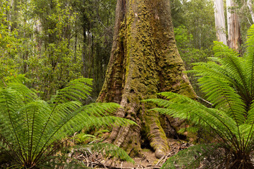 the base of a large mossy swamp gum with man ferns growing next to it at mt field national park