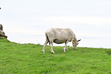 Schaf grast auf einer grünen Wiese am Neist Point, Isle of Skye, Schottland mit blauem Himmel