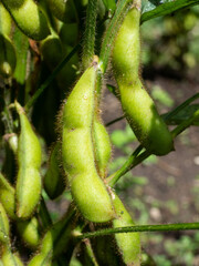 大豆　枝豆