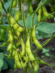 大豆　枝豆