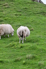 Obraz premium Zwei Schafe grasend auf einer grünen Wiese am Neist Point, Isle of Skye, Schottland