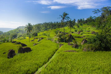 Obraz premium The rice fields are so beautiful
