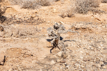 A dried  up desert small tree in the middle of the majestic beauty of the endless stone Judean desert in southern Israel