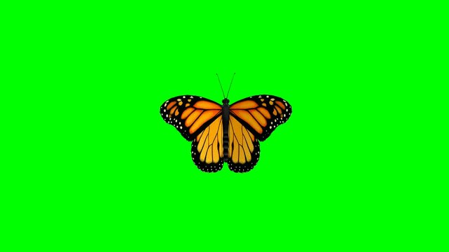 Fluttering monarch butterfly motion graphics with green screen background