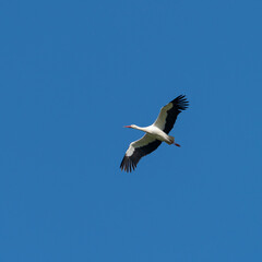 stork