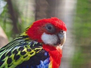 Captivating handsome male Eastern Rosella with bright eyes and vibrant plumage.
