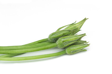 Pumpkin flowers isolated on white background.