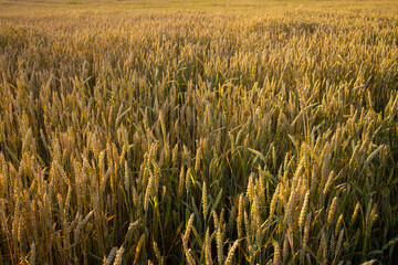 Wheat, rye field. Ears of golden wheat, rye close-up. Rural landscapes under sunlight. Rich harvest concept. Fresh young unripe juicy spikelets. Oats, rye, wheat, barley, summer harvest close-up.