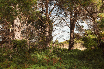 pine trees in rural landscape in morning light