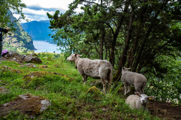 norvegian sheep