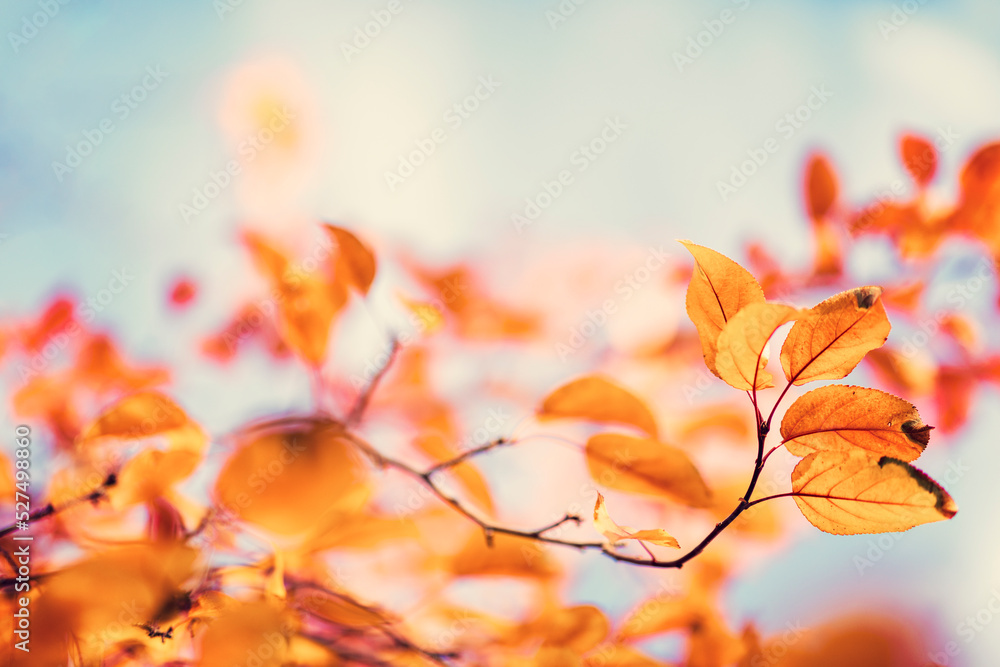 Sticker Autumn background with colorful tree leaves on sunny sky