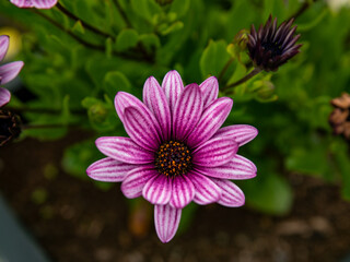 Obraz premium flower