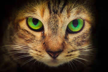 Close up tan domestic cat with green eyes ,moody dark.