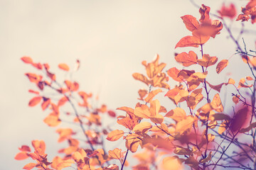 Autumn background with colorful tree leaves on sunny sky