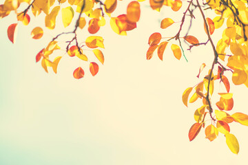 Autumn background with colorful tree leaves on sunny sky