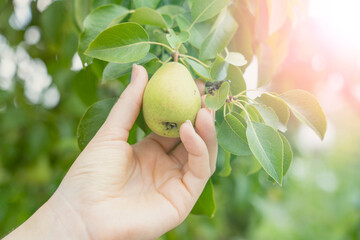 hand close-up holds ripe pears on a branch, farmer harvests pears