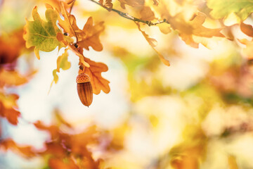Naklejka na ściany i meble Oak tree leaves in autumn with acorn. Sunny golden background
