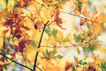 Oak tree leaves in autumn with acorn. Sunny golden background