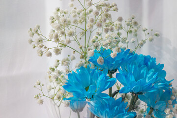 Blue chrysanthemum and gypsophila or panicled baby's-breath flowers